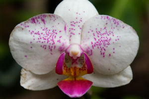 como cuidar de orquídeas em casa