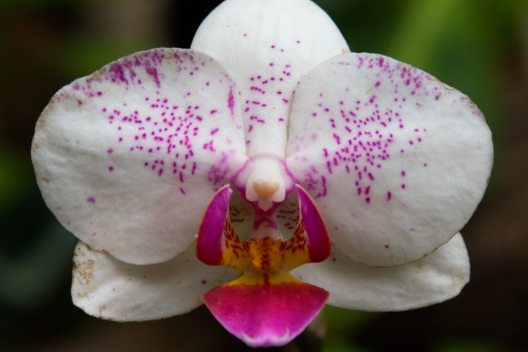 como cuidar de orquídeas em casa