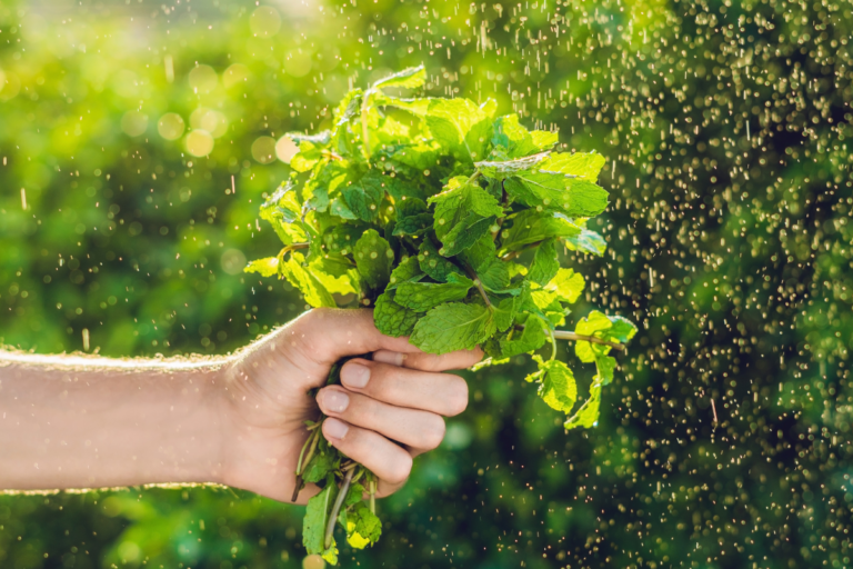 cultivar ervas aromáticas em casa