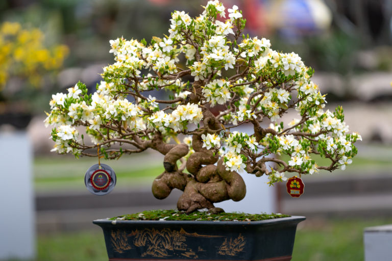 Melhorar o ar da casa com plantas