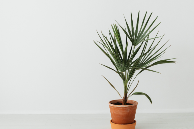 plantas que amam pouca luz