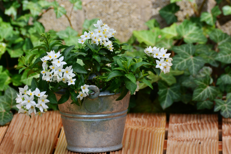 flores aromáticas na varanda
