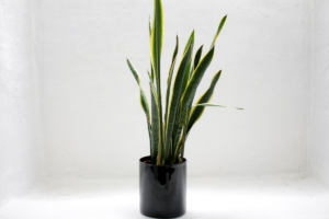 plantas purificadoras de ar para casa