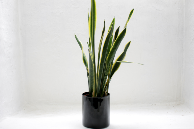 plantas purificadoras de ar para casa